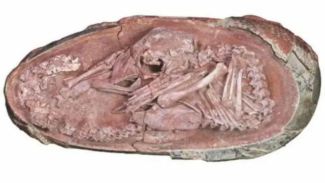 डायनोसोरच्या अंड्याचा जीवाश्म (प्रातिनिधिक फोटो)