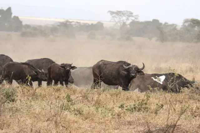 ਐਂਥਰੈਕਸ 