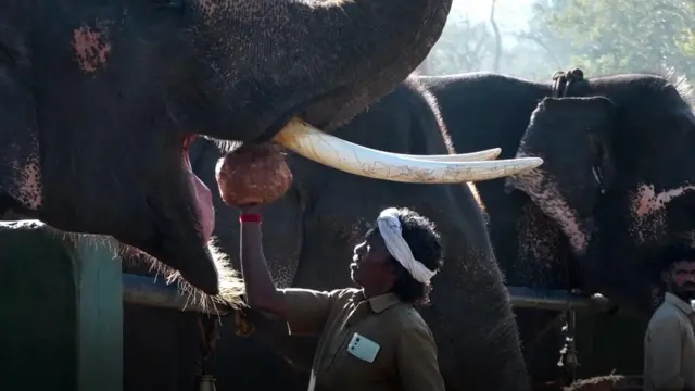 எலிபெண்ட் விஸ்பரர்ஸ் பொம்மன், பெள்ளி