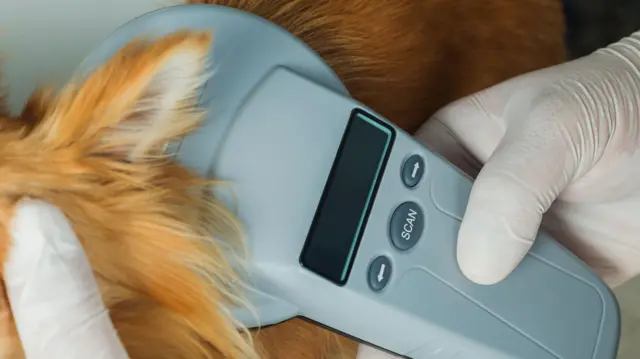 Pet dogs monitored using microchip
සුරතල් සුනඛයෙකු මයික්රොචිප් භාවිතයෙන් නිරීක්ෂණය කරමින්