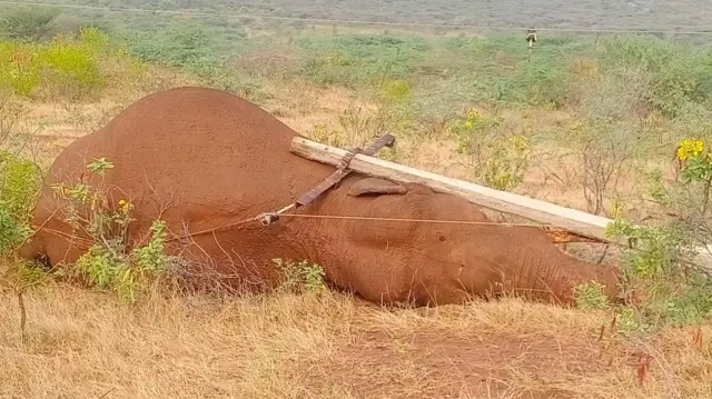 மின்வேலிகளால் தொடரும் யானை மரணங்கள்