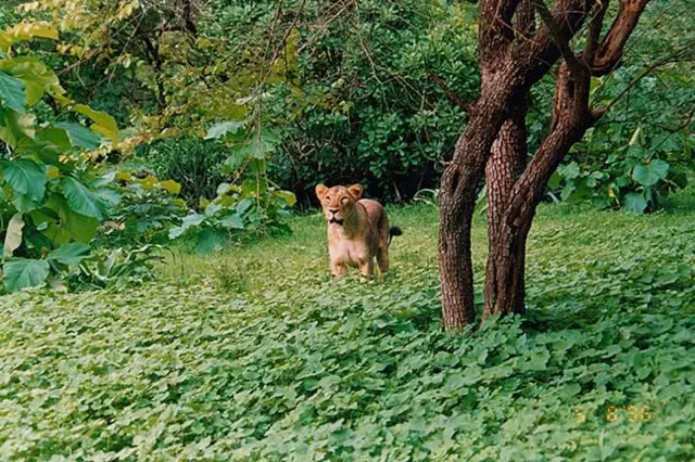 દેશી કુવાડીયો નુકસાનકારક કેમ, વિદેશી પ્રજાતિ કુંવાડિયાને કેવી રીતે કાઢવો, રાજકોટ અને ગીરનાર સૌરાષ્ટ્રમાં ખેડૂતો પશુપાલકો અને માલધારીઓમાં ચિંતા, Senna tora Senna uniflora, બીબીસી ગુજરાતી કૃષિ સમાચાર