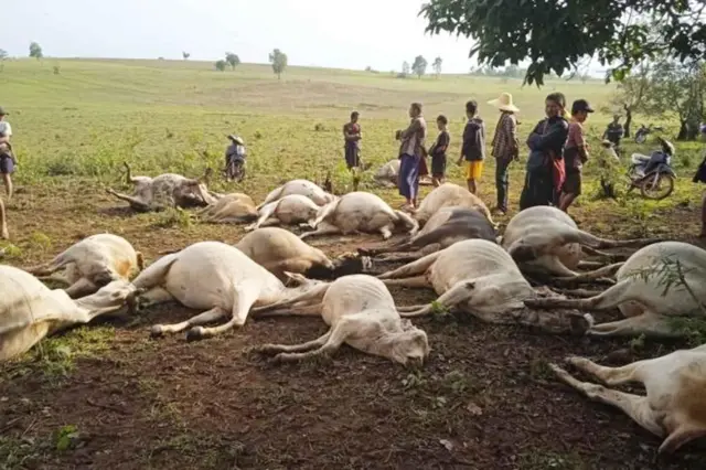 မိုးကြိုးပစ်ခံရပြီးနောက် နွားတွေသေဆုံးနေတဲ့မြင်ကွင်း
