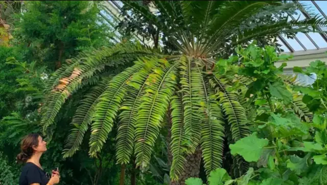 دنیا میں اب ای ووڈی کا ایک ہی قدرتی نر نمونہ رہ گیا ہے