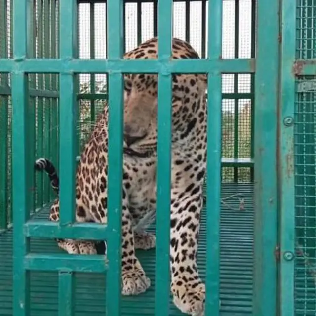 સિંહ-દીપડાના હુમલા વધ્યા