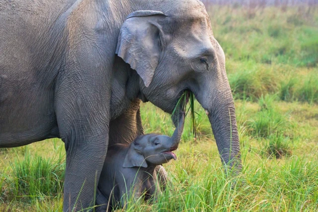 ‘ኣነኸ?’ ብፓንኪል ዴሳይ ኣብ ህንዲ ዝተሰኣላ ኣደን ውላድን ሓራምዝ።