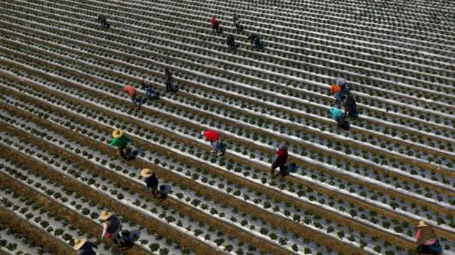 ਖੇਤ ਮਜ਼ਦੂਰ