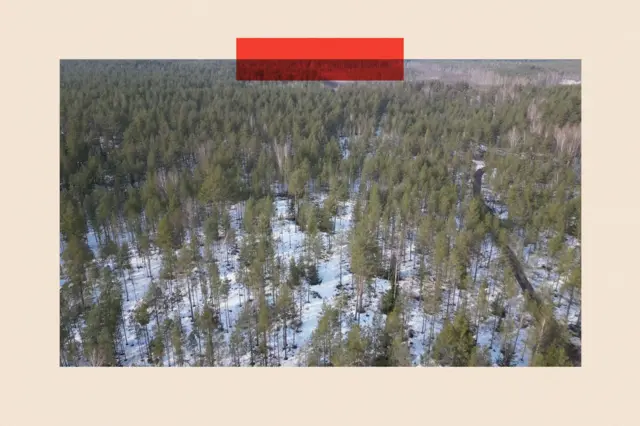 Вид сверху на заснеженный лес