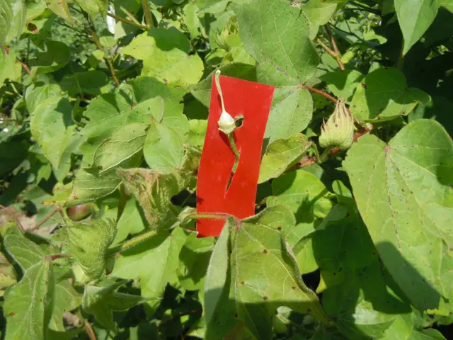 સામતભાઈએ તેમના ધારૈઈ ગામના 24 ખેડૂતોને સજીવ ખેતી કરવાની પ્રેરણા પૂરી પાડી છે