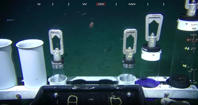 Muuqaalka kalluunka iftiimaya ee uu qalabka Robotka ka soo qaaday gunta badda cas