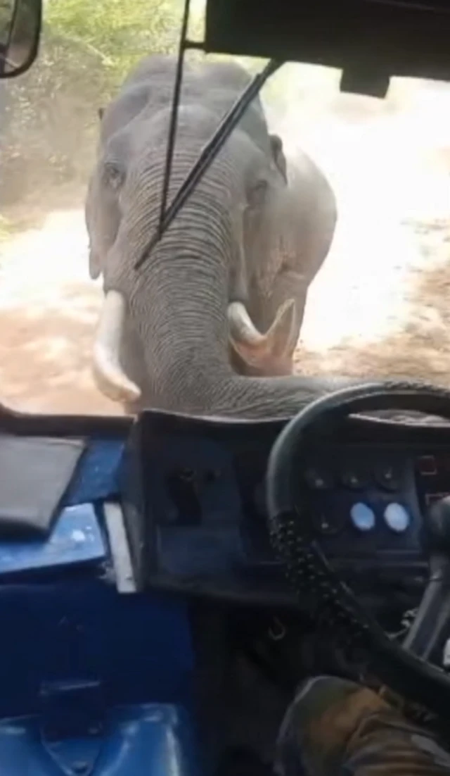 શ્રીલંકા, હાથી, તોફાન, બીબીસી