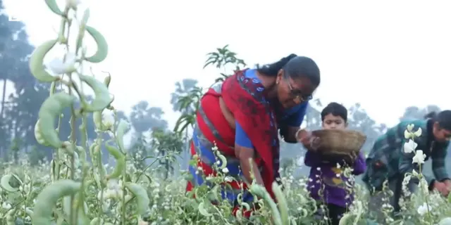 ઊધિયું, પાપડી કતારગામ પાપડી સુરત બીબીસી ગુજરાતી ખેતી ખેતર ખેડૂત પાક પાણી વરસાદ ખેડ ટ્રૅક્ટર, જમીન નવસારી કૃષિ યુનિવર્સિટી ગુજરાત ન્યૂઝ સમાચાર