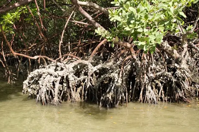 ශ්රී ලංකාව තුළ කඩොලාන වර්ග 22ක් ඇති බව ලංකා කඩොලාන කෞතුකාගාරයේ අධ්යාපන නිලධාරිනි දිල්කි ශානිකා පැවසුවාය.