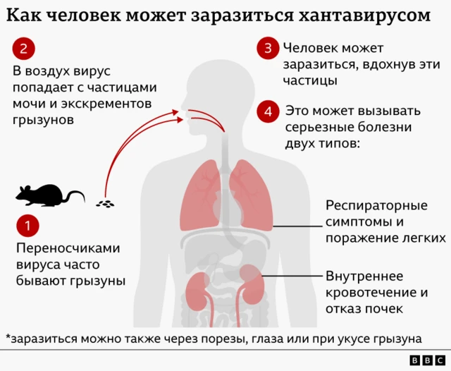 Схема переноса хантавируса