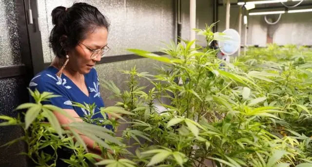 தாய்லாந்து, கஞ்சா, போதைப்பொருள்