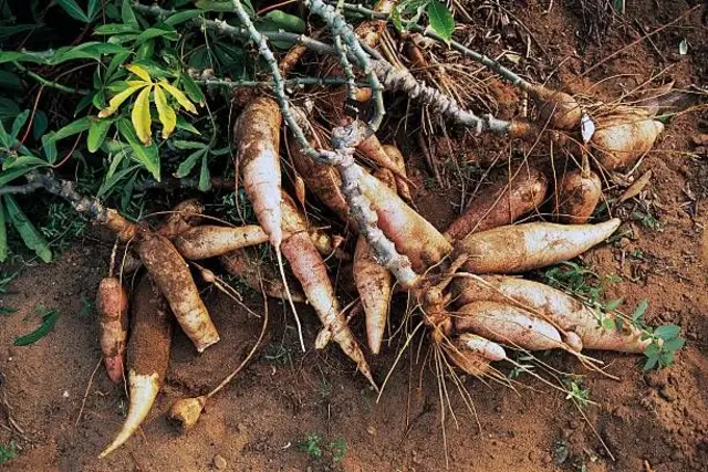 ਕਸਾਵਾ ਨੂੰ ਕੈਲੋਰੀ ਦੇ ਅਹਿਮ ਸਰੋਤ ਵੱਜੋਂ ਜਾਣਿਆ ਜਾਂਦਾ ਹੈ