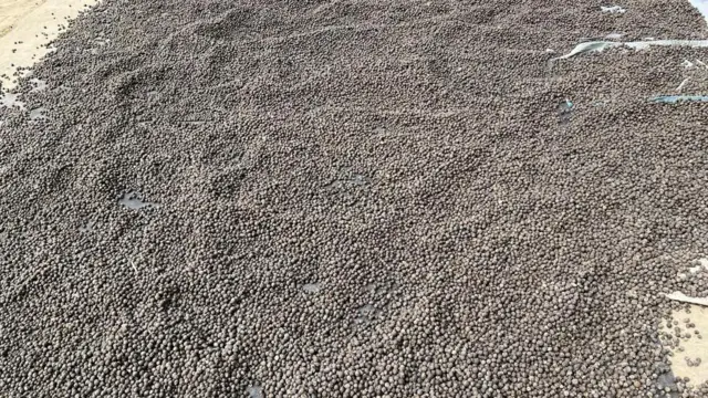 मखाने का फल जिसे स्थानीय स्तर पर गुर्री कहा जाता है. इसी को फोड़ कर सफेद मखाना निकलता है.