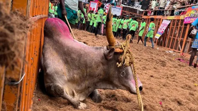 மதுரை அவனியாபுரம் ஜல்லிக்கட்டு