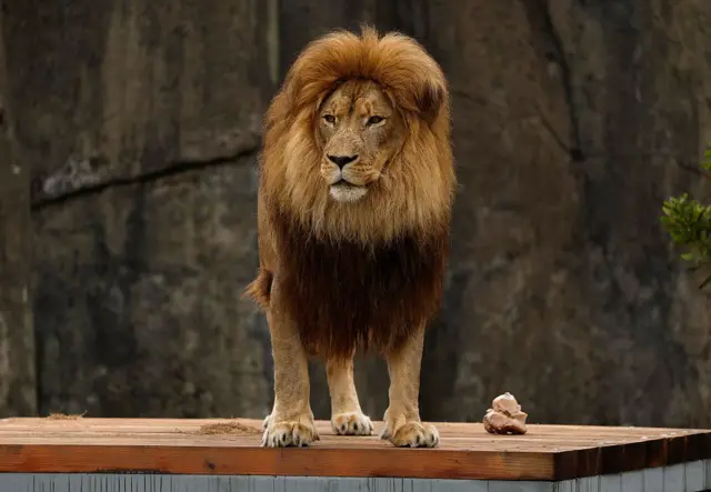 Un lion debout sur une planche de bois