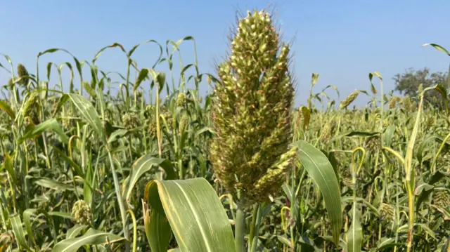 हुरड्याचं कणीस