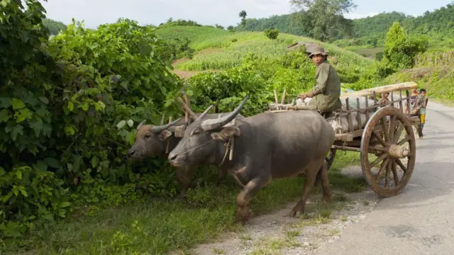 ရှမ်းပြည်နယ်၊ လားရှိုးမြို့တနေရာမှာ ကျွဲနှစ်ကောင်ကိုအသုံးပြုထားတဲ့ လှည်းပေါ် အမျိုးသားတဦးထိုင်နေစဉ် 