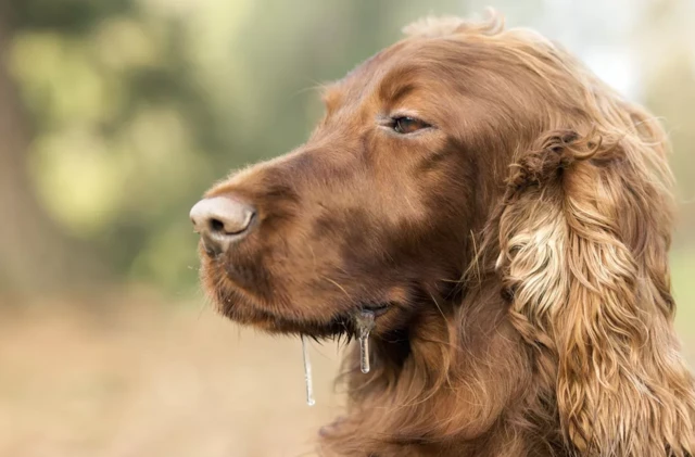 น้องหมาน้ำลายไหล