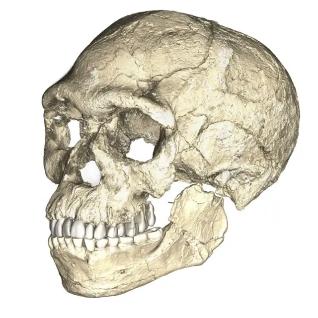 Une reconstruction composite des premiers fossiles connus d'Homo sapiens de Jebel Irhoud au Maroc, basée sur des scans microtomographiques informatisés de plusieurs fossiles originaux