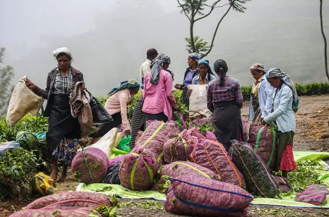 සිය නිර්දේශ ඉදිරිපත් කරමින් ත්‍රිපුද්ගල විනිසුරු මඩුල්ල කියා සිටියේ වතු කම්කරුවන්ගේ හද කම්පා කරවන සාක්ෂි ඇසීමෙන් තම සිත් තිගැස්සීමට ලක්ව ඇති බවය.