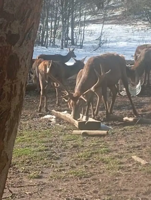 jelen s velikim rogovima na hranilištu