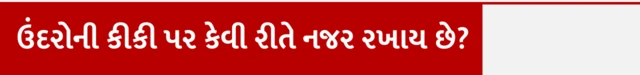 બીબીસી ગુજરાતી, વિજ્ઞાન, ઊંઘ, સ્મૃતિ, ઉંદર