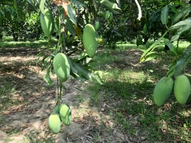 दशहरी आम के बाग 