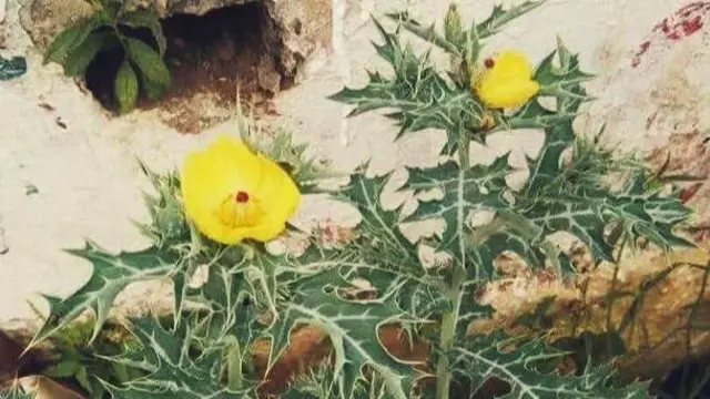 6 जणांच्या मृत्यूला कारणीभूत ठरलेली वनस्पती 