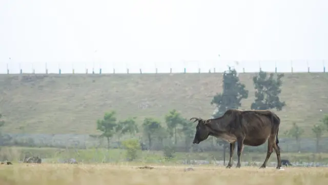 प्रातिनिधिक फोटो