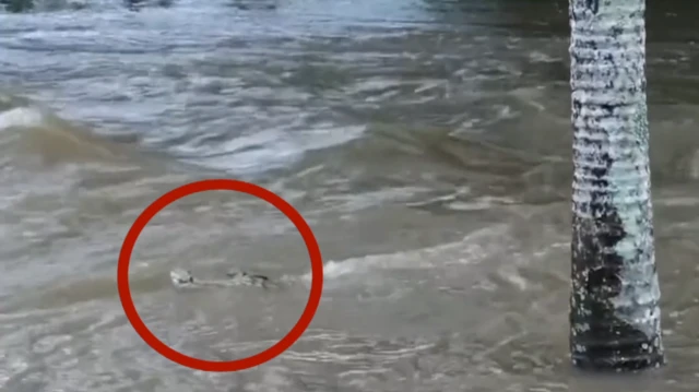 मगरमच्छ