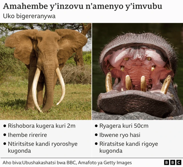 Amahembe y'inzovu n'amenyo y'imvubu