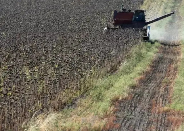 Moissonneuse batteuse dans un champ ukrainien