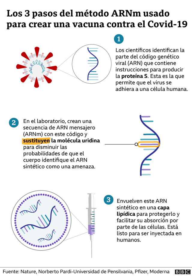 Infográfico sobre el método ARN