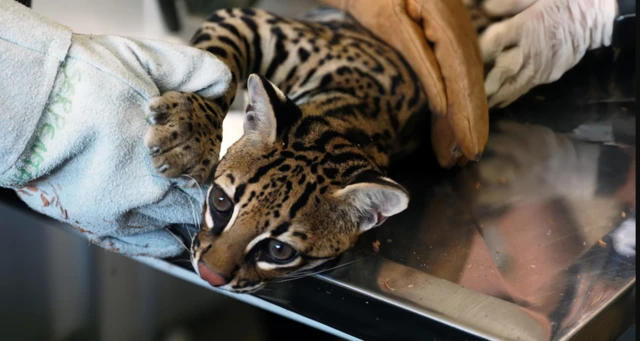 Jaguatirica sendo cuidada em cima de uma mesa