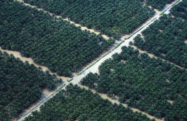 Foto udara kawasan perkebunan sawit. Pemkab Tapteng membuka opsi menggunakan lahan plasma HGU perusahaan sawit untuk tempat relokasi pengungsi.