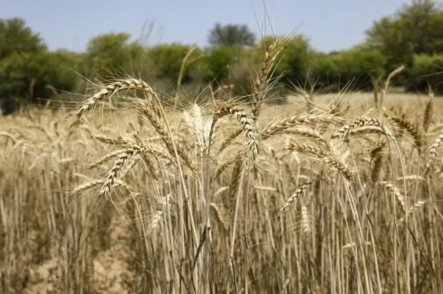 Wheat crop 