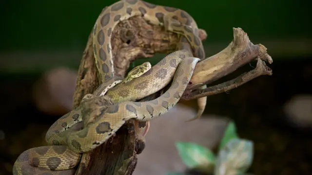 রাসেলস ভাইপার