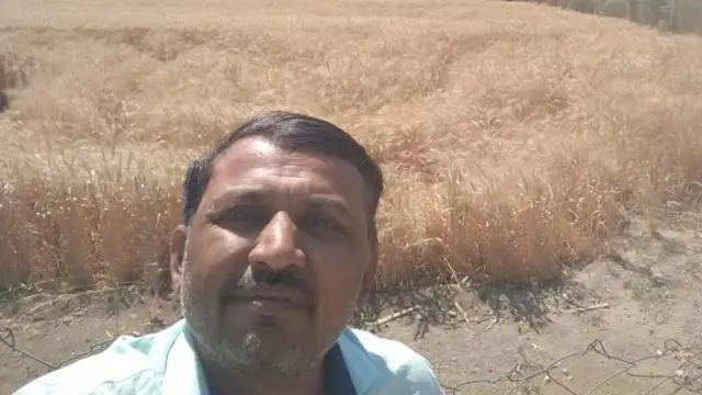 ગુજરાતમાં ઘઉંનું ઉત્પાદન વધ્યું, ભાવ ઘટશે, ઘઉંના ઉત્પાદનમાં શું ધ્યાન રાખવું, ટેકાના ભાવે એમએસપીથી ખરીદી, બીબીસી ગુજરાતી
