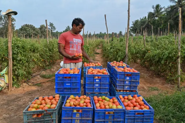 কর্নাটকেও টমেটোর ফলন এবার বেশ খারাপ