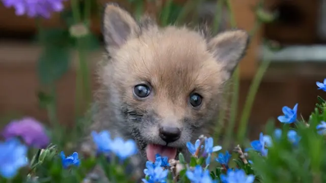 Ginger, filhoteaplicativo de poker dinheiro realraposa resgatado no Reino Unido, aparece na imagem lambendo uma flor