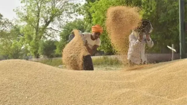 ઘઉંના ઉત્પાદનમાં ઘટાડો