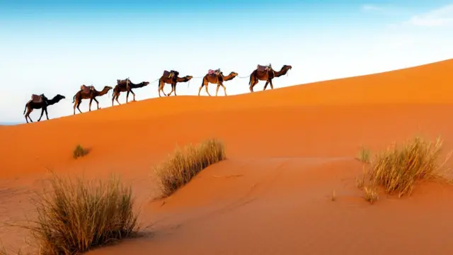 A camel caravan on the Sahara Desert
