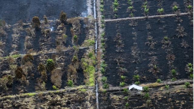 Kelapa Sawit: Apa Itu ‘plasma’ Dan Mengapa Perusahaan-perusahaan Sawit ...