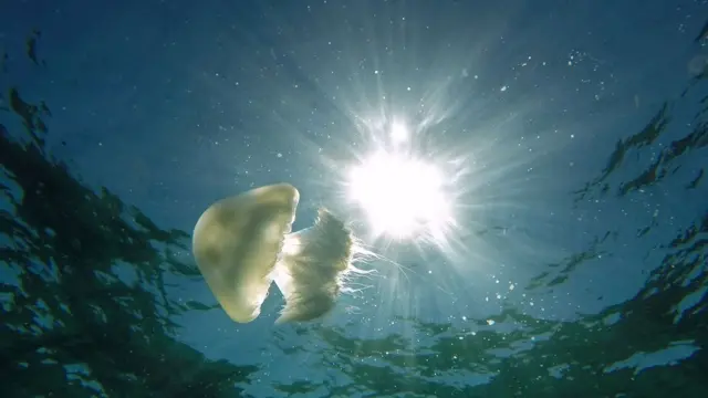 قنديل البحر