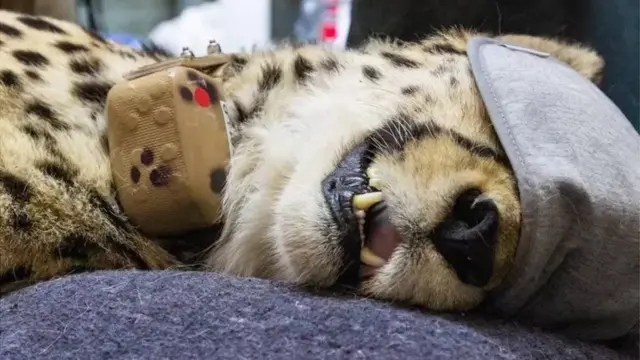 ભારતમાં ચિત્તા