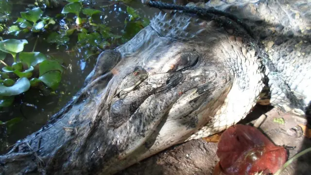 Jacaré morto no Amazonas